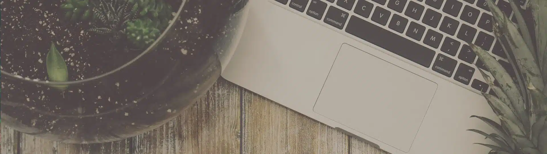 Terrarium auf einem Schreibtisch mit Laptop